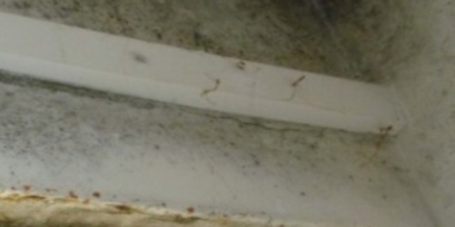 Fighting Mould Growth with Insulation Fighting Mould Growth with Insulation